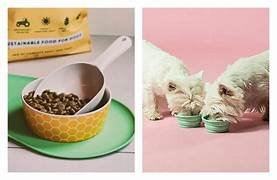 Creating DIY Eco-Friendly Pet Products for a Sustainable Home